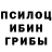 Псилоцибиновые грибы Psilocybine cubensis Gasly podium